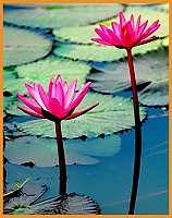 Discover Thailand Rental Pattaya Studio